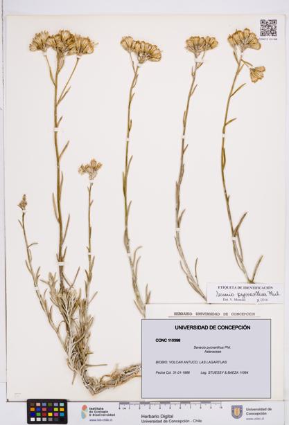 Senecio pycnanthus [Espécimen: ]