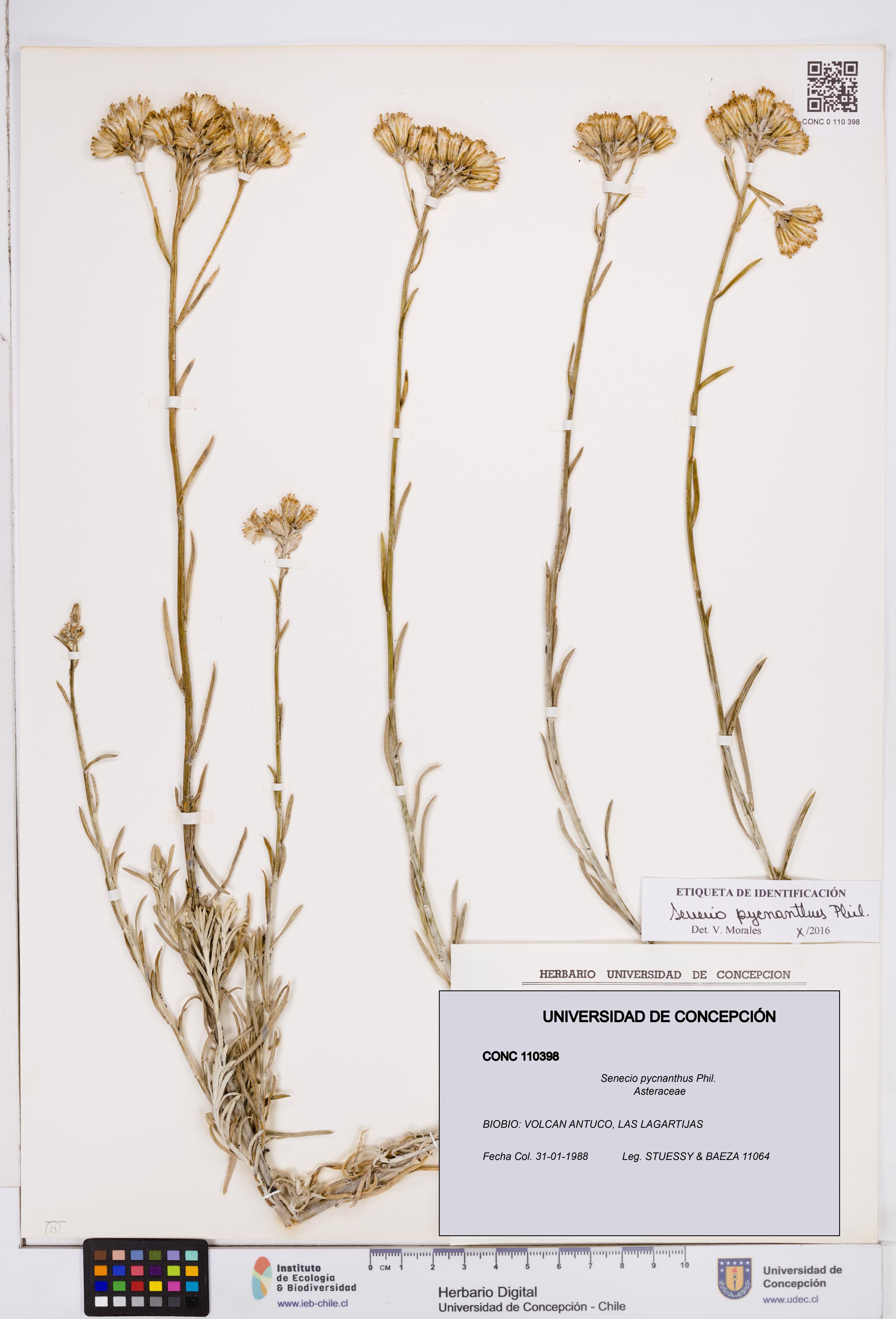 Senecio pycnanthus [Espécimen: ]