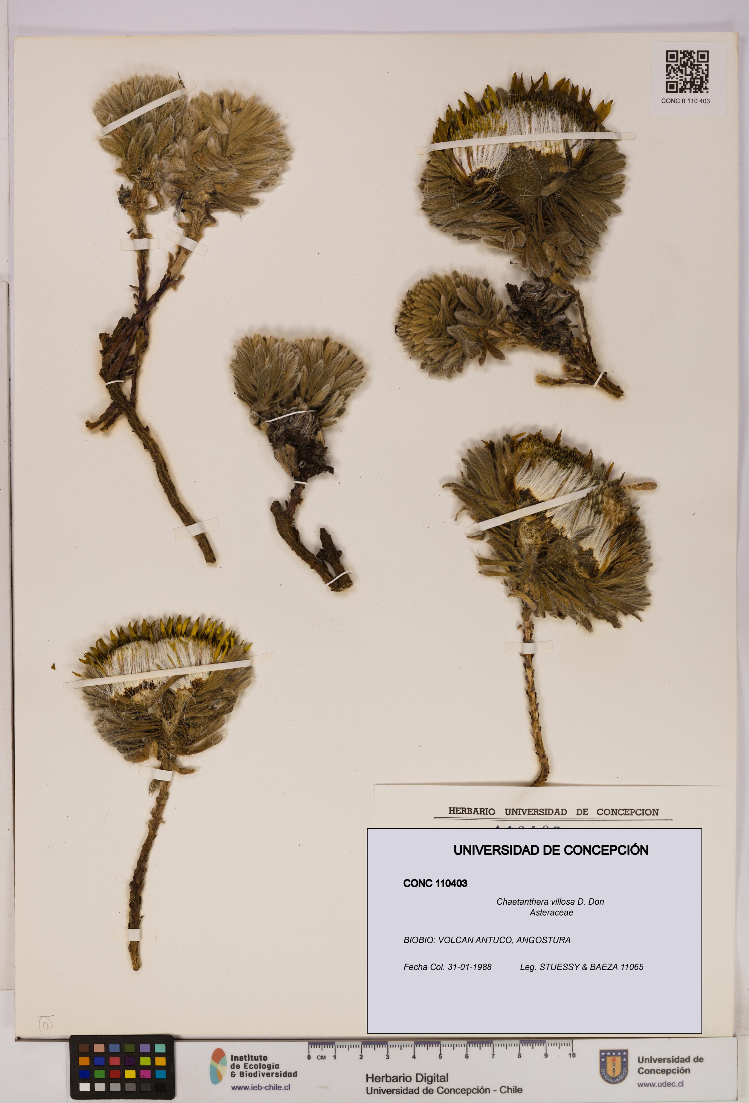 Chaetanthera villosa [Espécimen: UDEC:CONC:0110403]