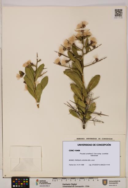 Proustia cuneifolia subsp. cuneifolia [Espécimen: UDEC:CONC:0110406]