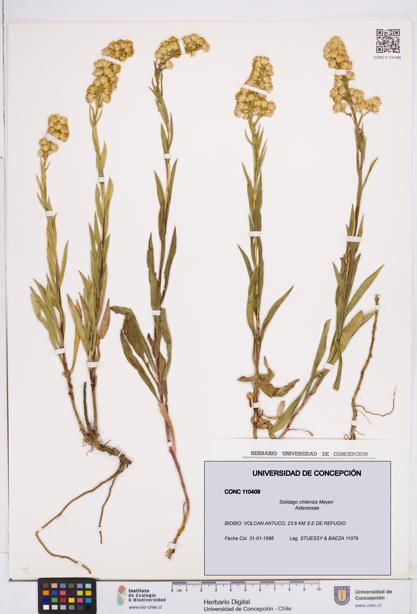 Solidago chilensis [Espécimen: ]