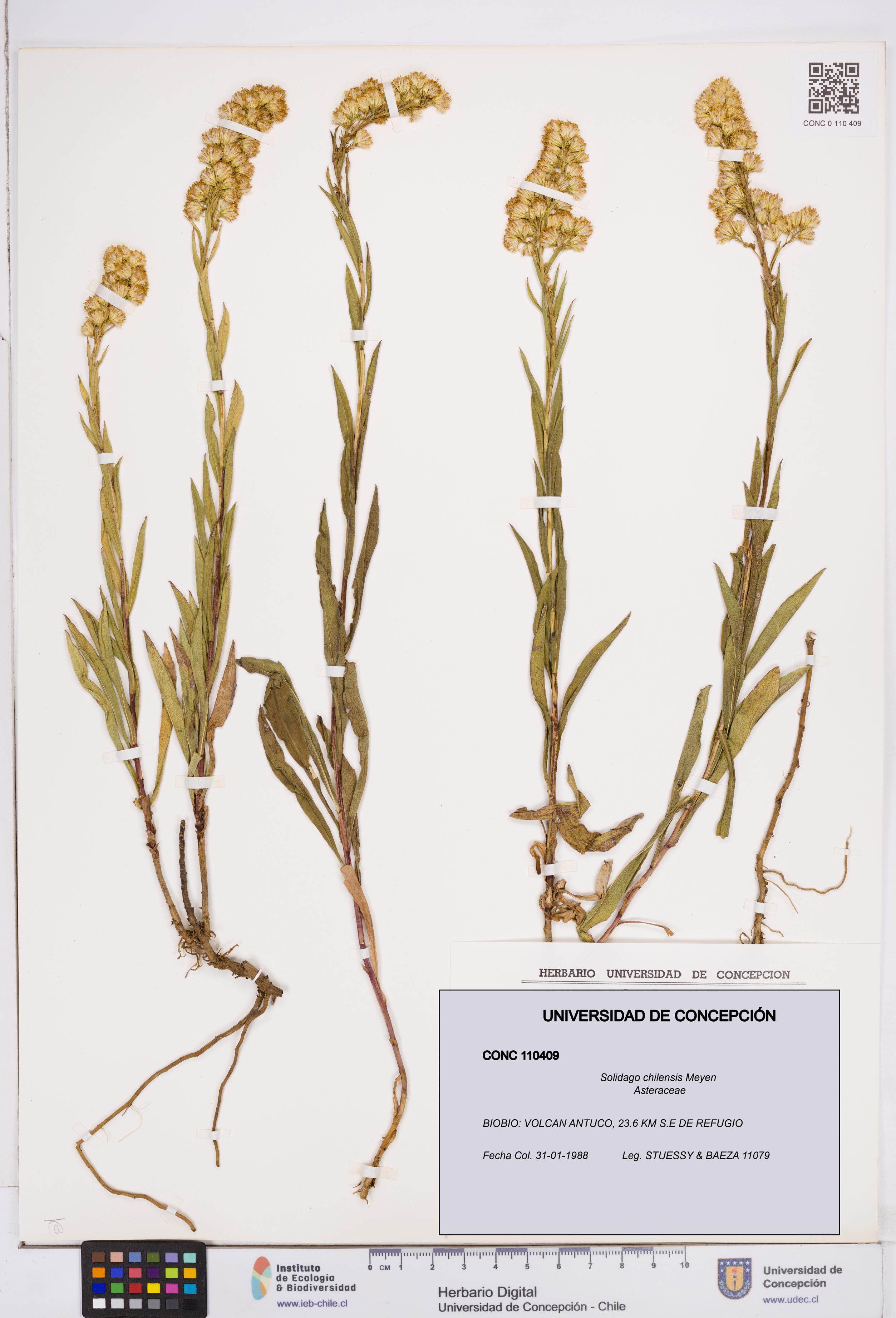 Solidago chilensis [Espécimen: ]