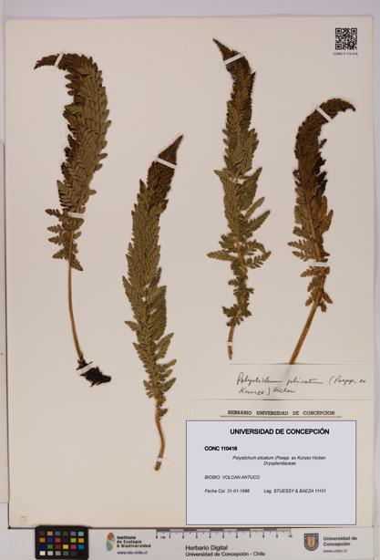 Polystichum plicatum [Espécimen: UDEC:CONC:0110416]
