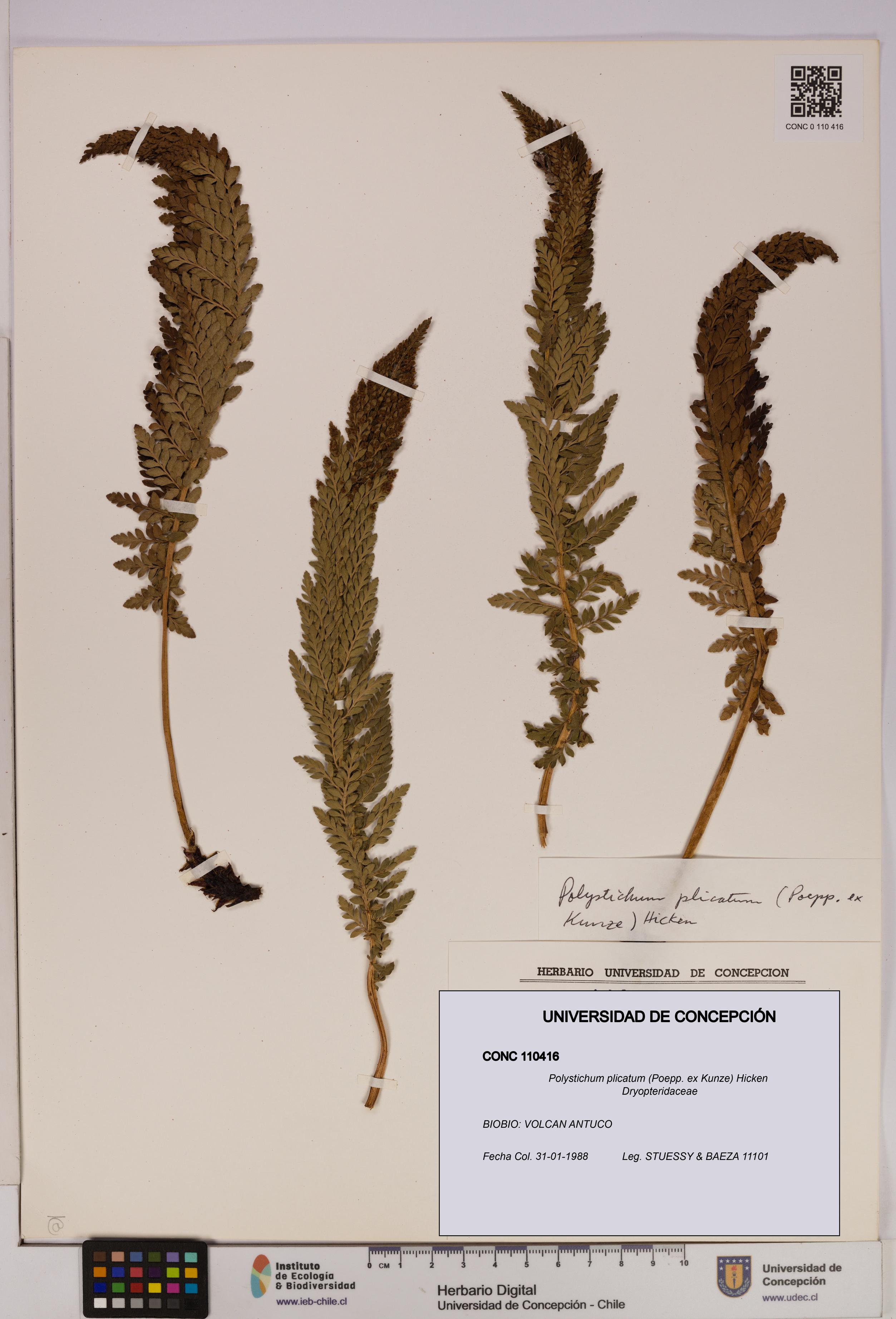 Polystichum plicatum [Espécimen: UDEC:CONC:0110416]