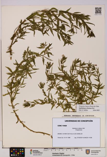 Epilobium ciliatum [Espécimen: UDEC:CONC:0110424]