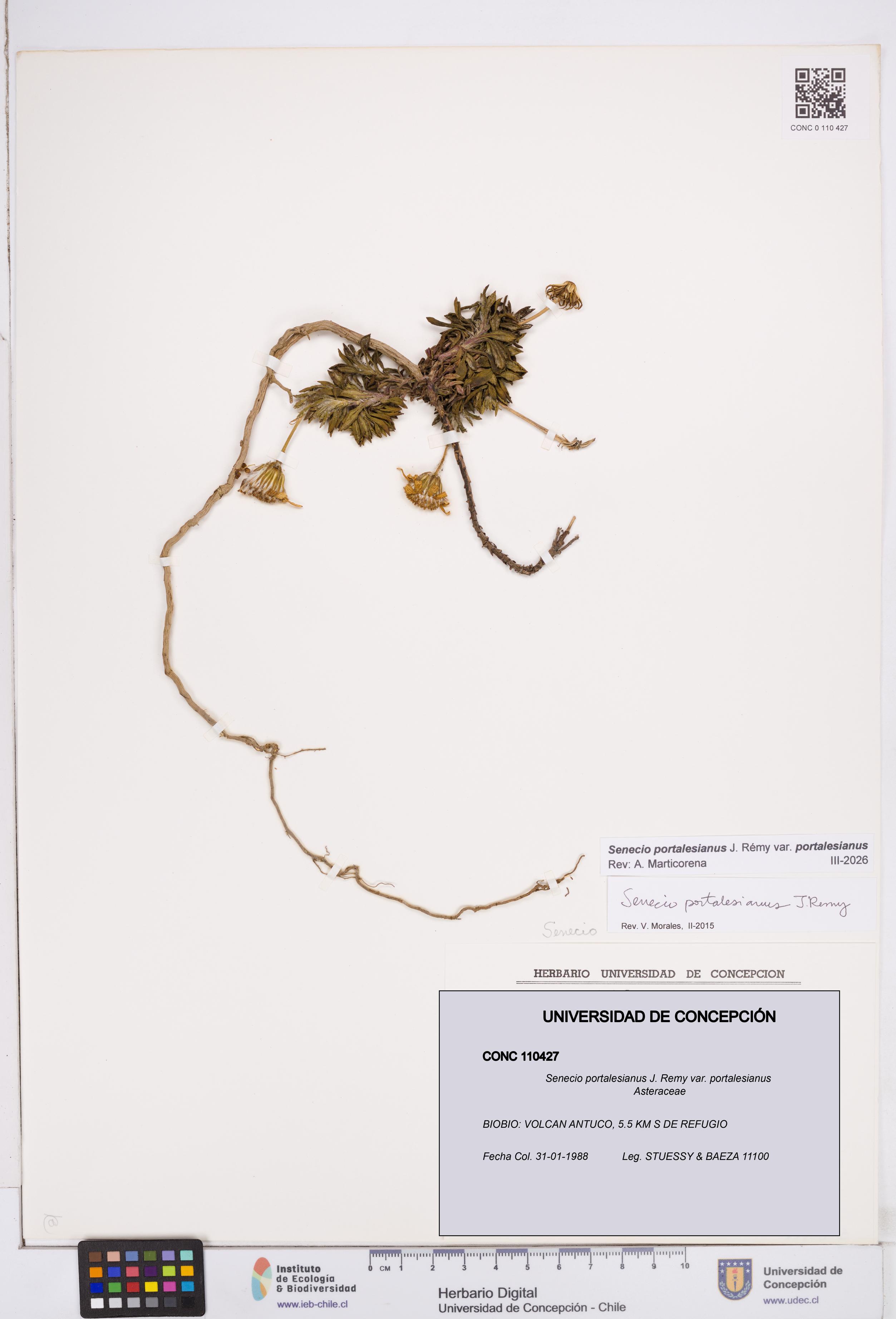 Senecio portalesianus var. portalesianus [Espécimen: ]