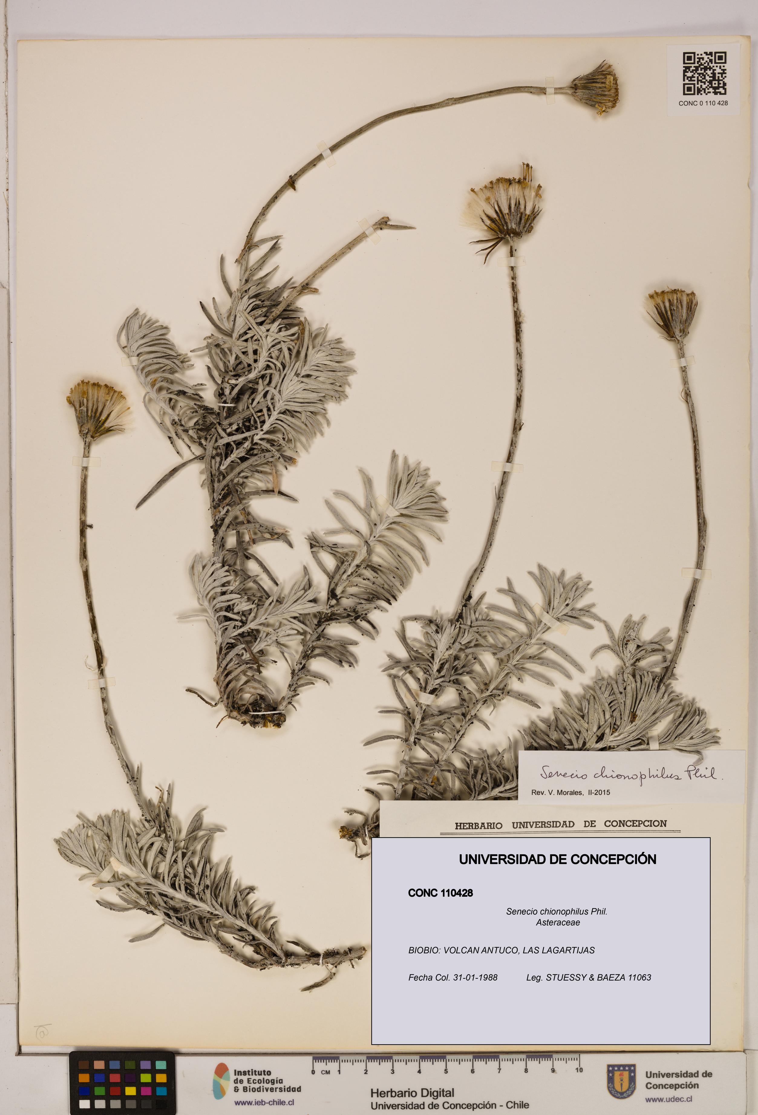 Senecio chionophilus [Espécimen: UDEC:CONC:0110428]