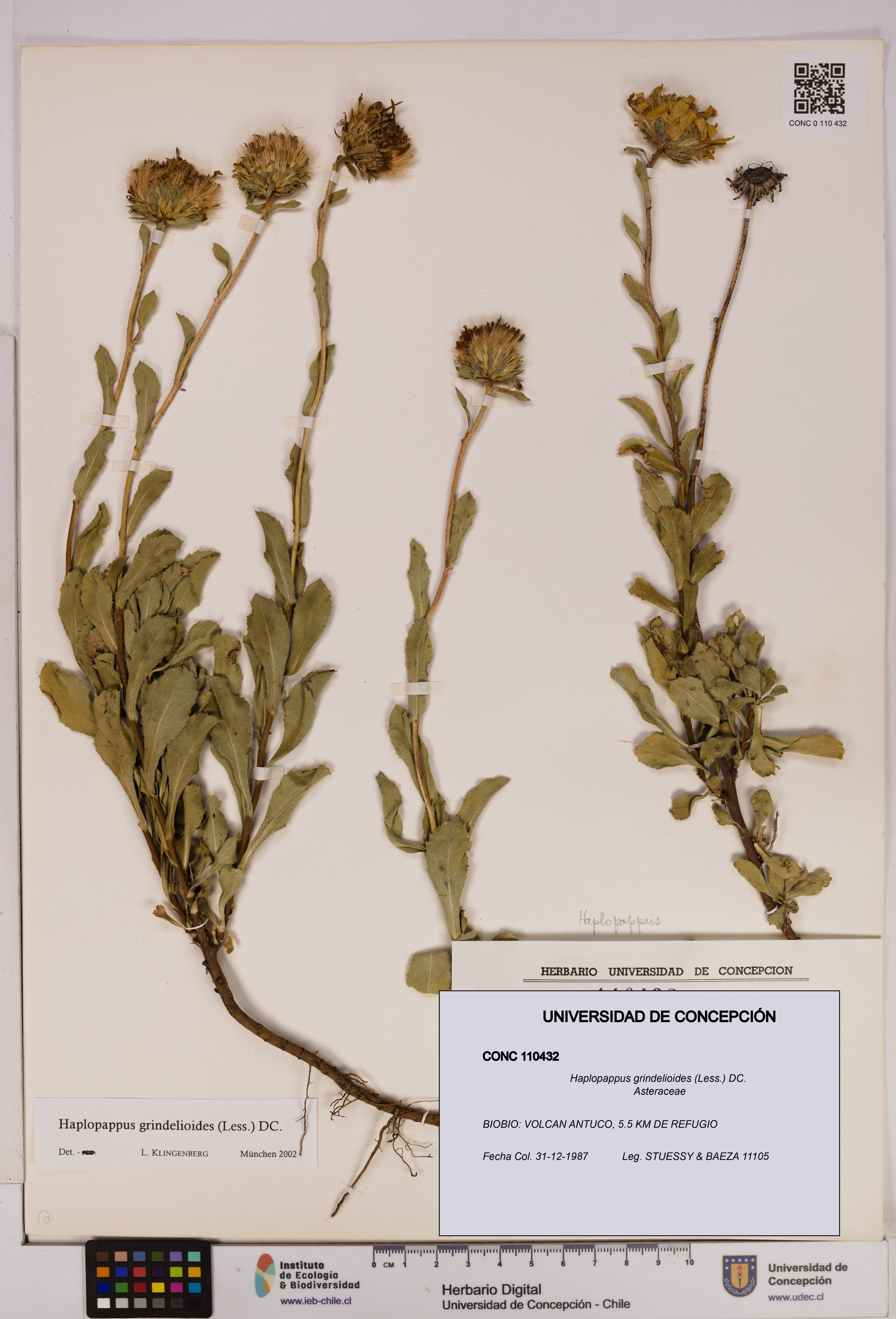 Haplopappus grindelioides [Espécimen: UDEC:CONC:0110432]