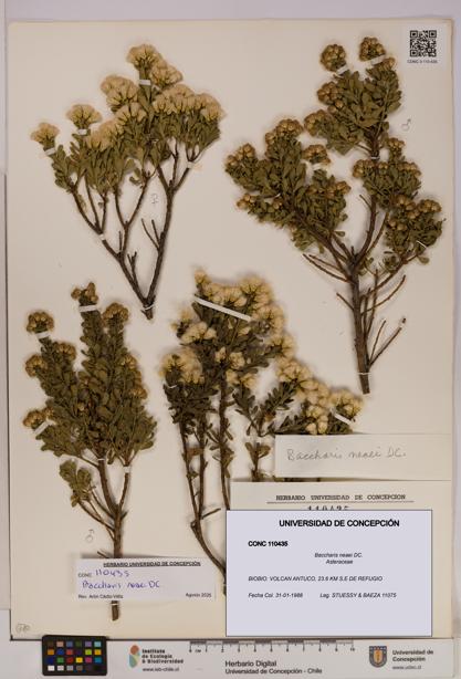 Baccharis neaei [Espécimen: UDEC:CONC:0110435]