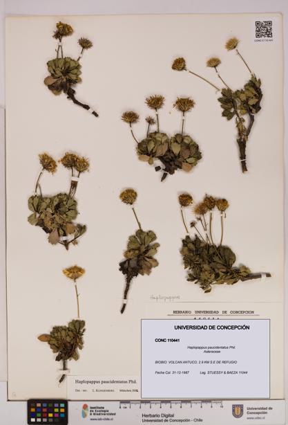 Haplopappus paucidentatus [Espécimen: UDEC:CONC:0110441]