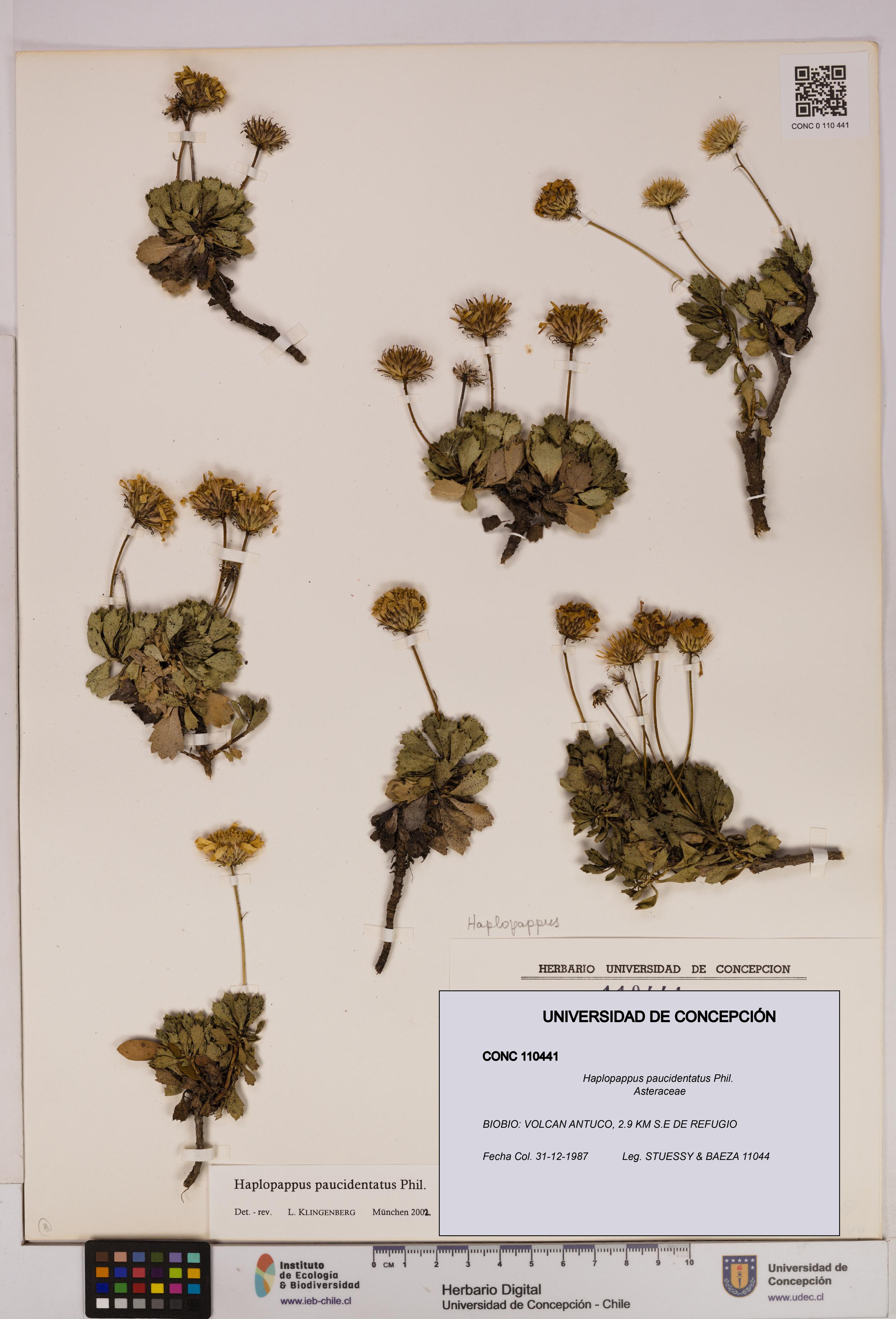 Haplopappus paucidentatus [Espécimen: UDEC:CONC:0110441]