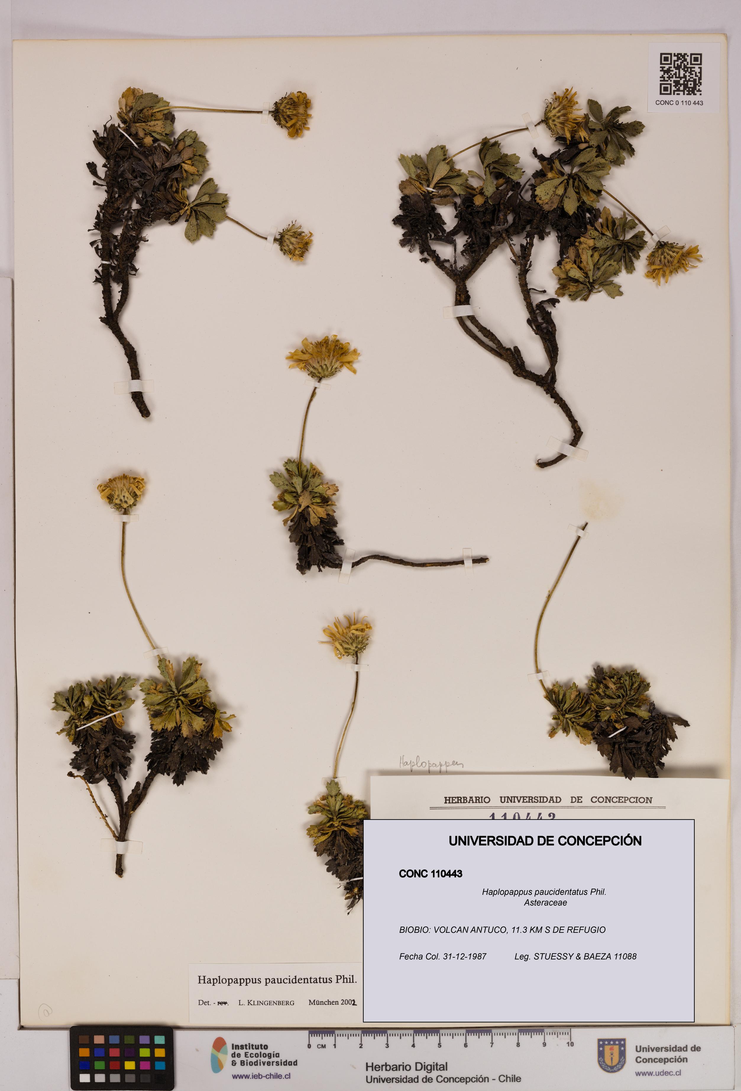 Haplopappus paucidentatus [Espécimen: UDEC:CONC:0110443]