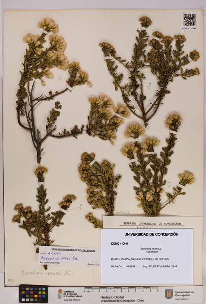 Baccharis neaei [Espécimen: UDEC:CONC:0110444]