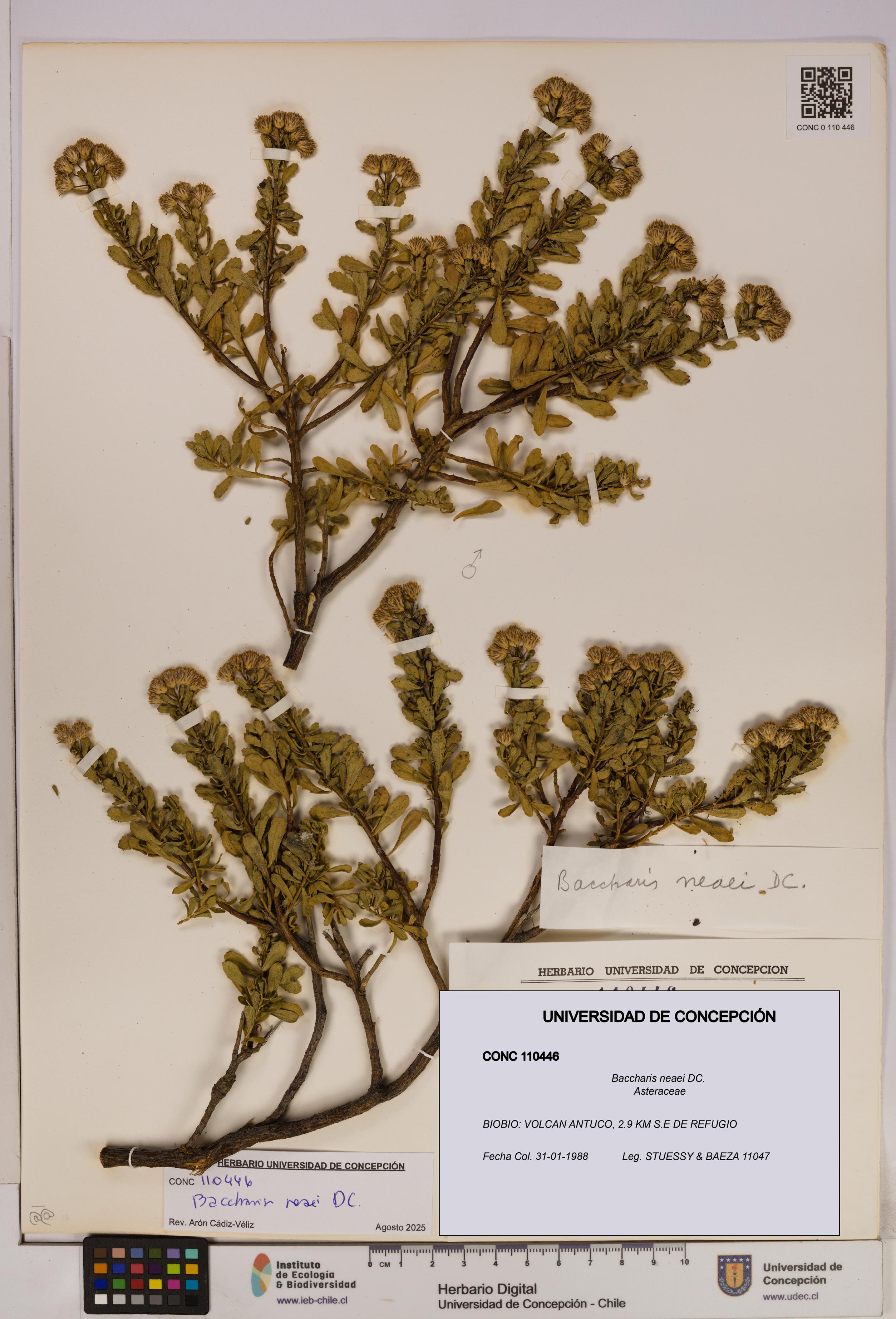 Baccharis neaei [Espécimen: UDEC:CONC:0110446]