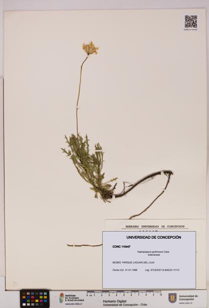 Haplopappus glutinosus [Espécimen: UDEC:CONC:0110447]