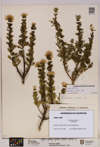 Baccharis neaei [Espécimen: UDEC:CONC:0110450]