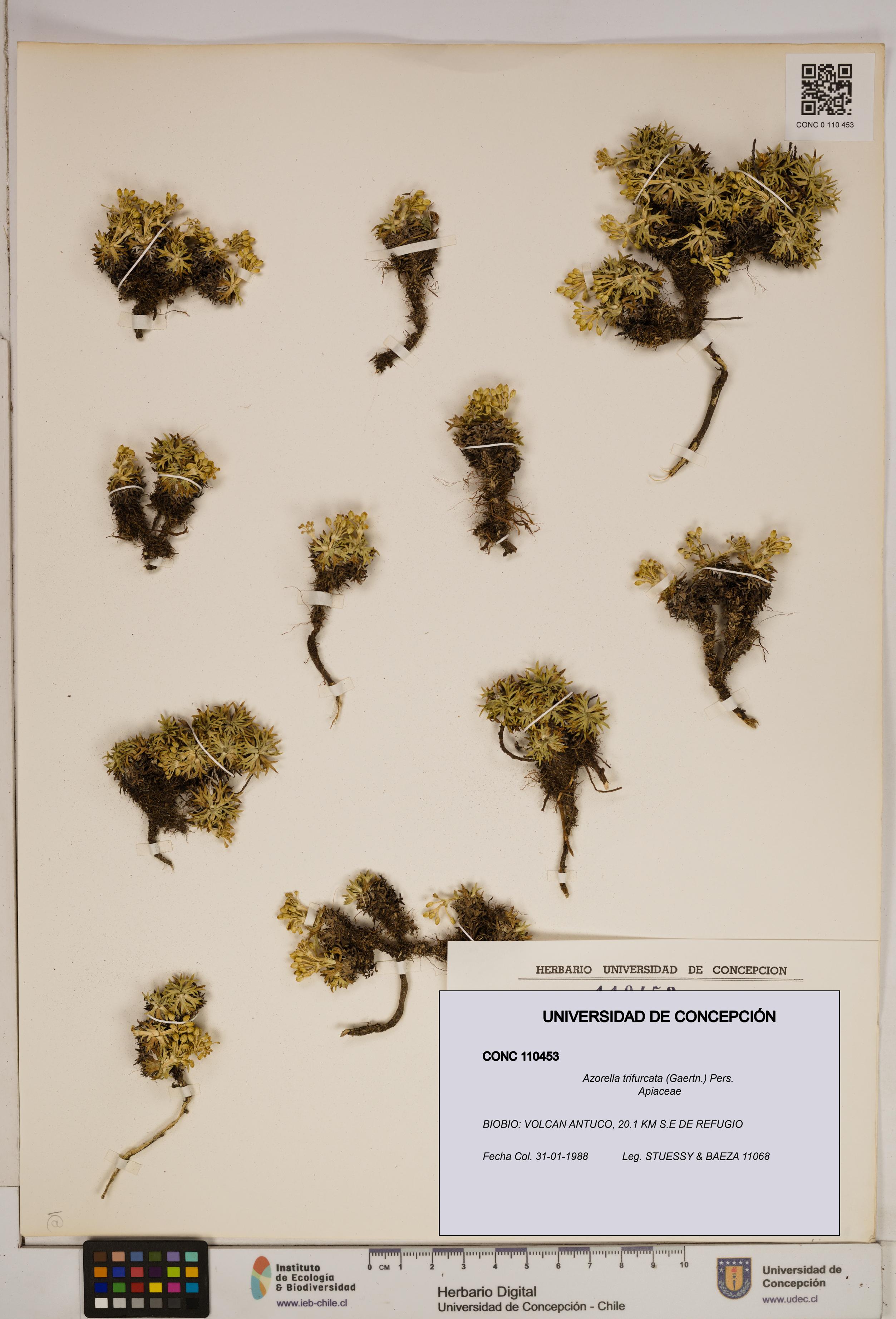 Azorella trifurcata [Espécimen: ]