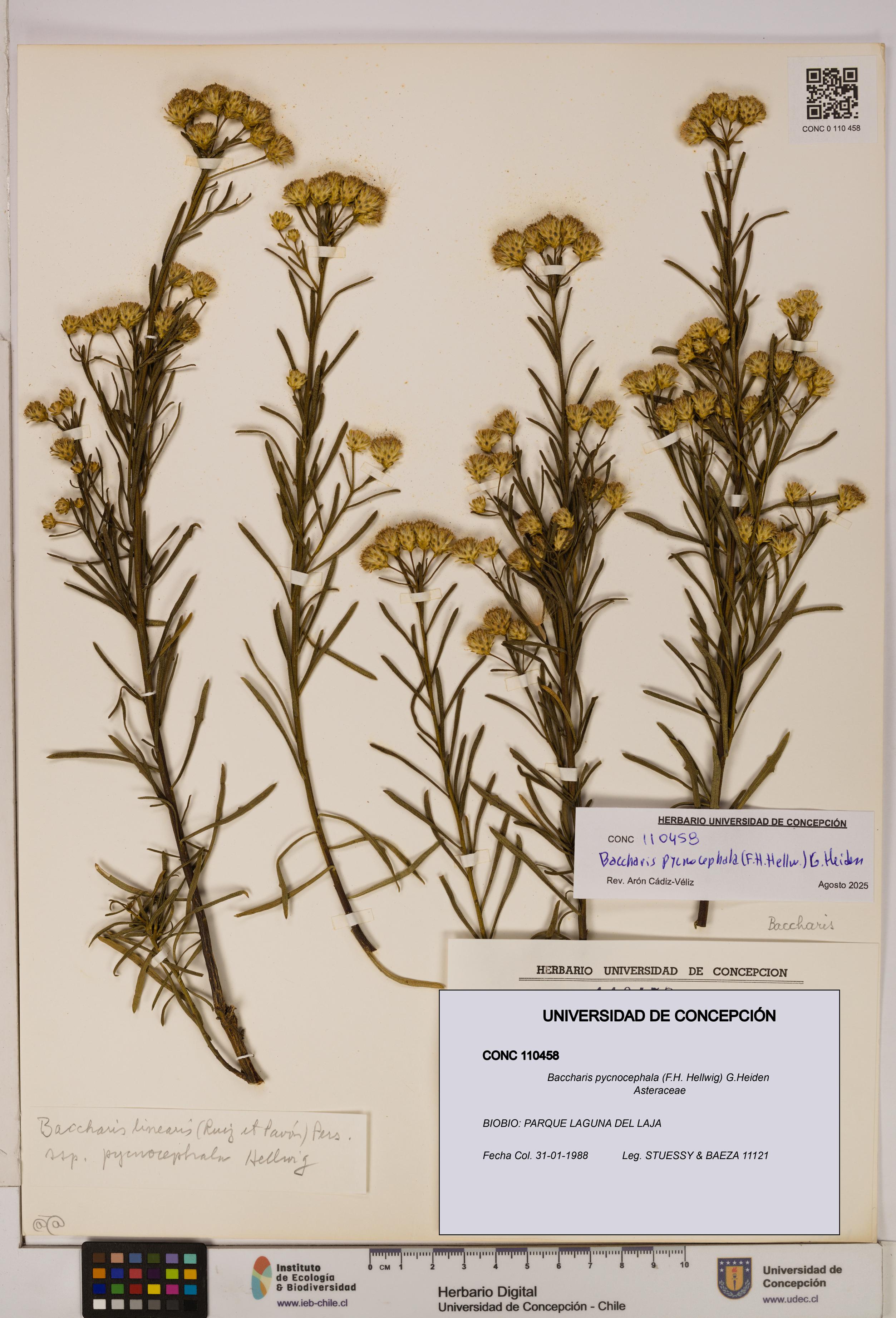 Baccharis pycnocephala [Espécimen: UDEC:CONC:0110458]