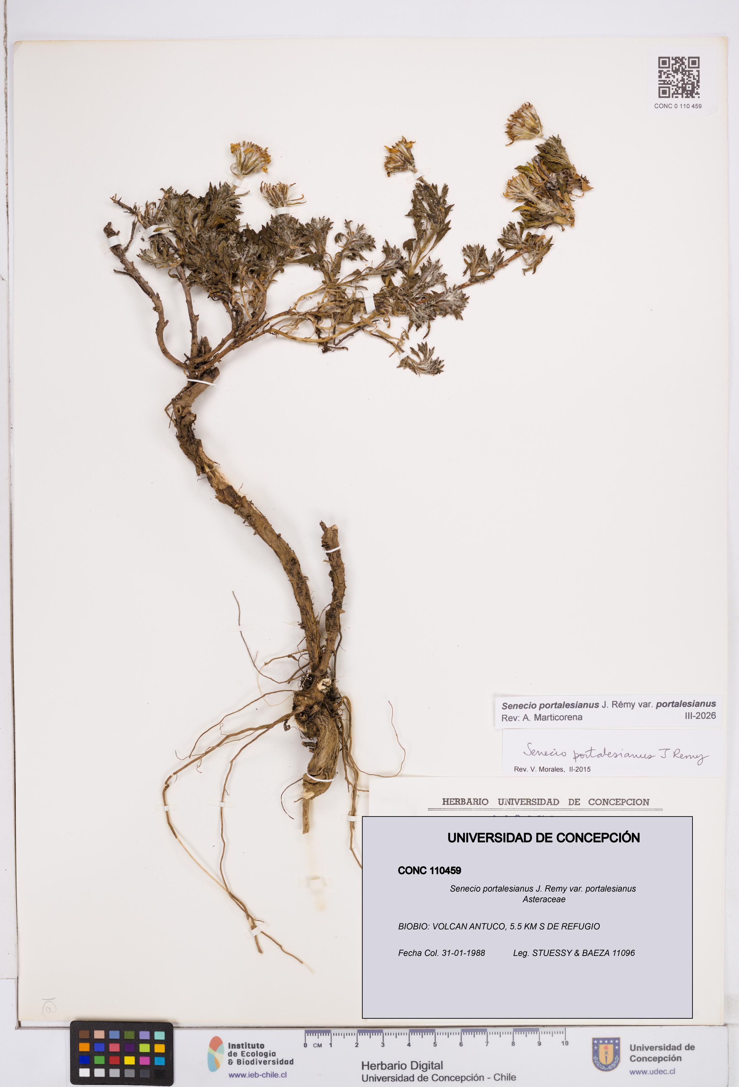 Senecio portalesianus var. portalesianus [Espécimen: ]