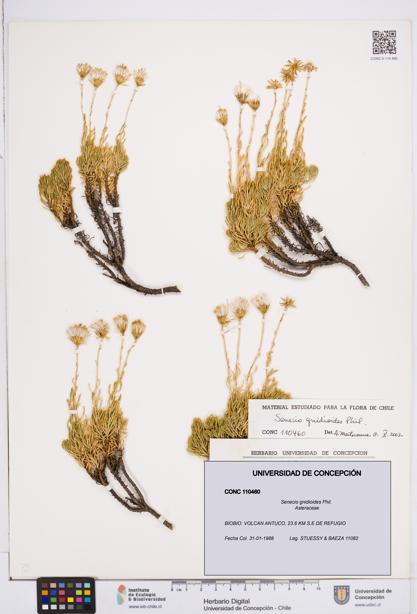 Senecio gnidioides [Espécimen: ]