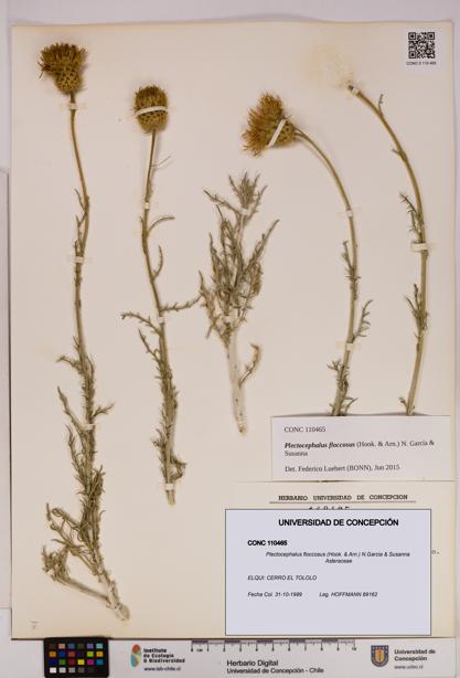 Plectocephalus floccosus [Espécimen: UDEC:CONC:0110465]