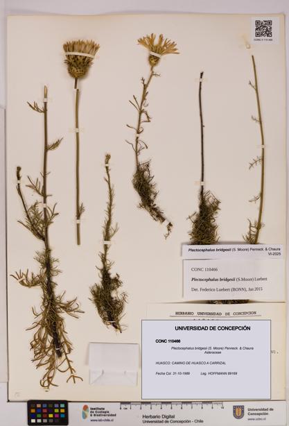 Plectocephalus bridgesii [Espécimen: UDEC:CONC:0110466]