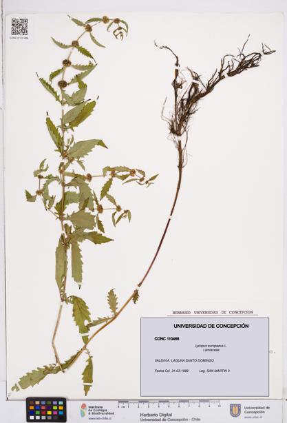 Lycopus europaeus [Espécimen: ]