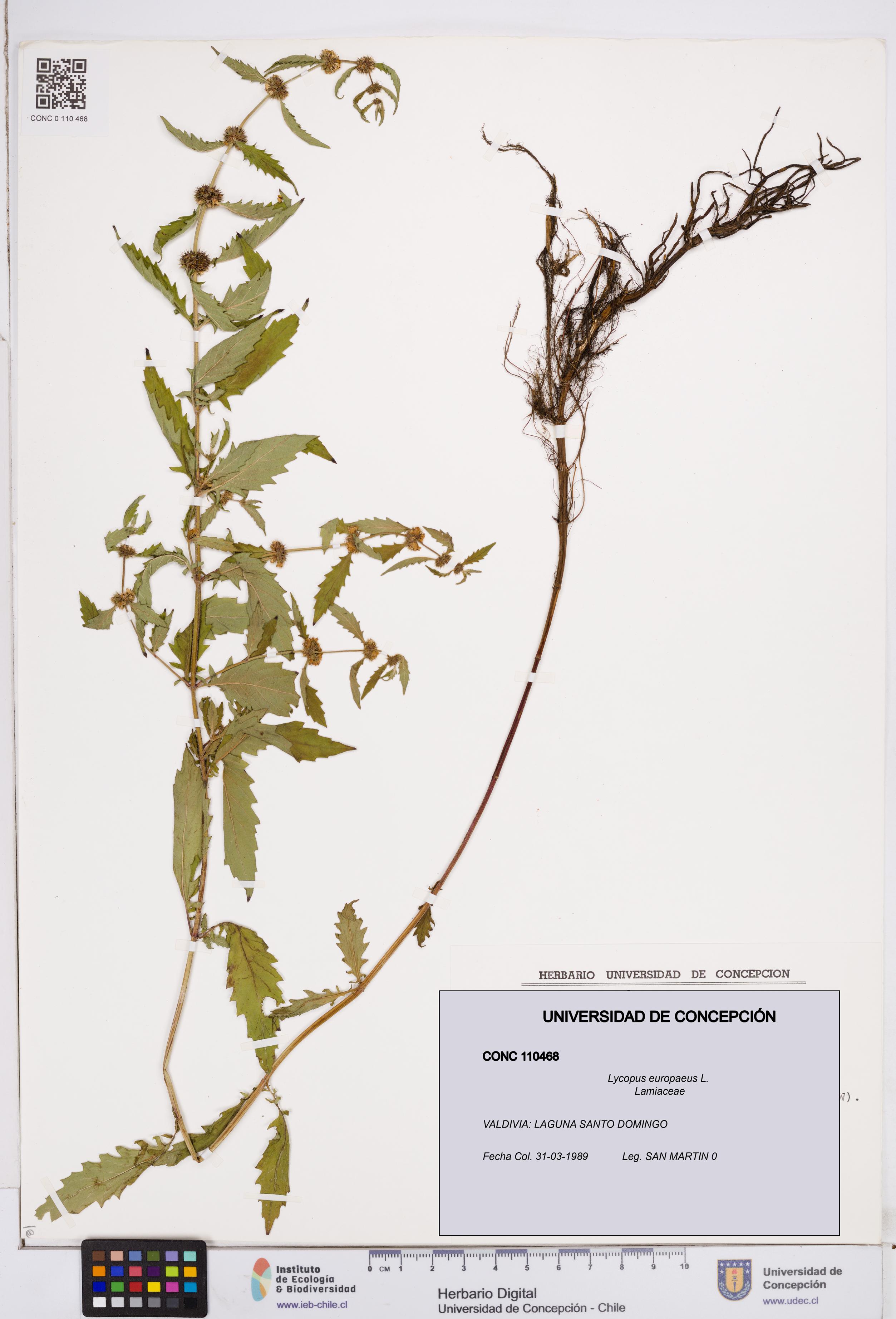 Lycopus europaeus [Espécimen: ]