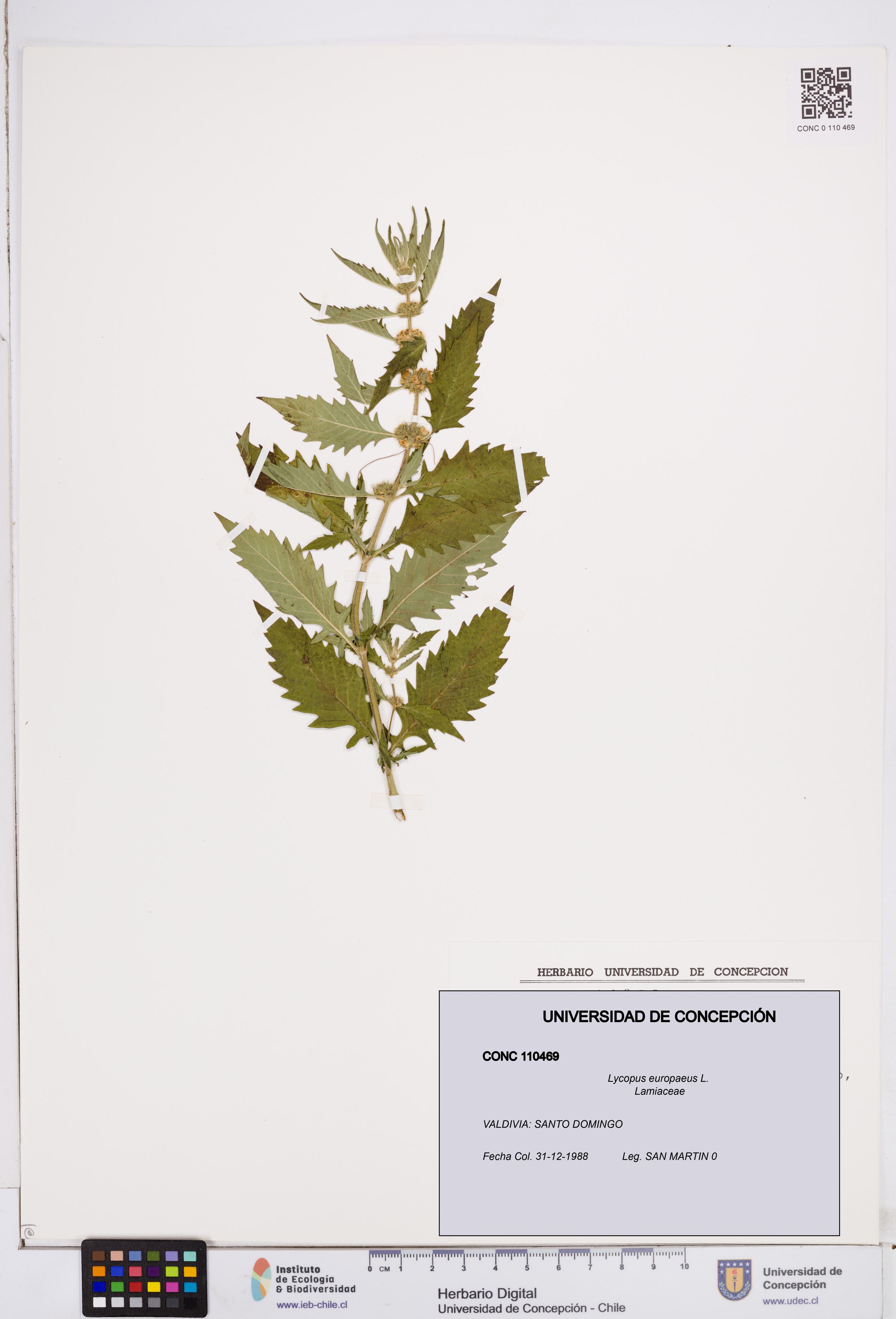 Lycopus europaeus [Espécimen: ]