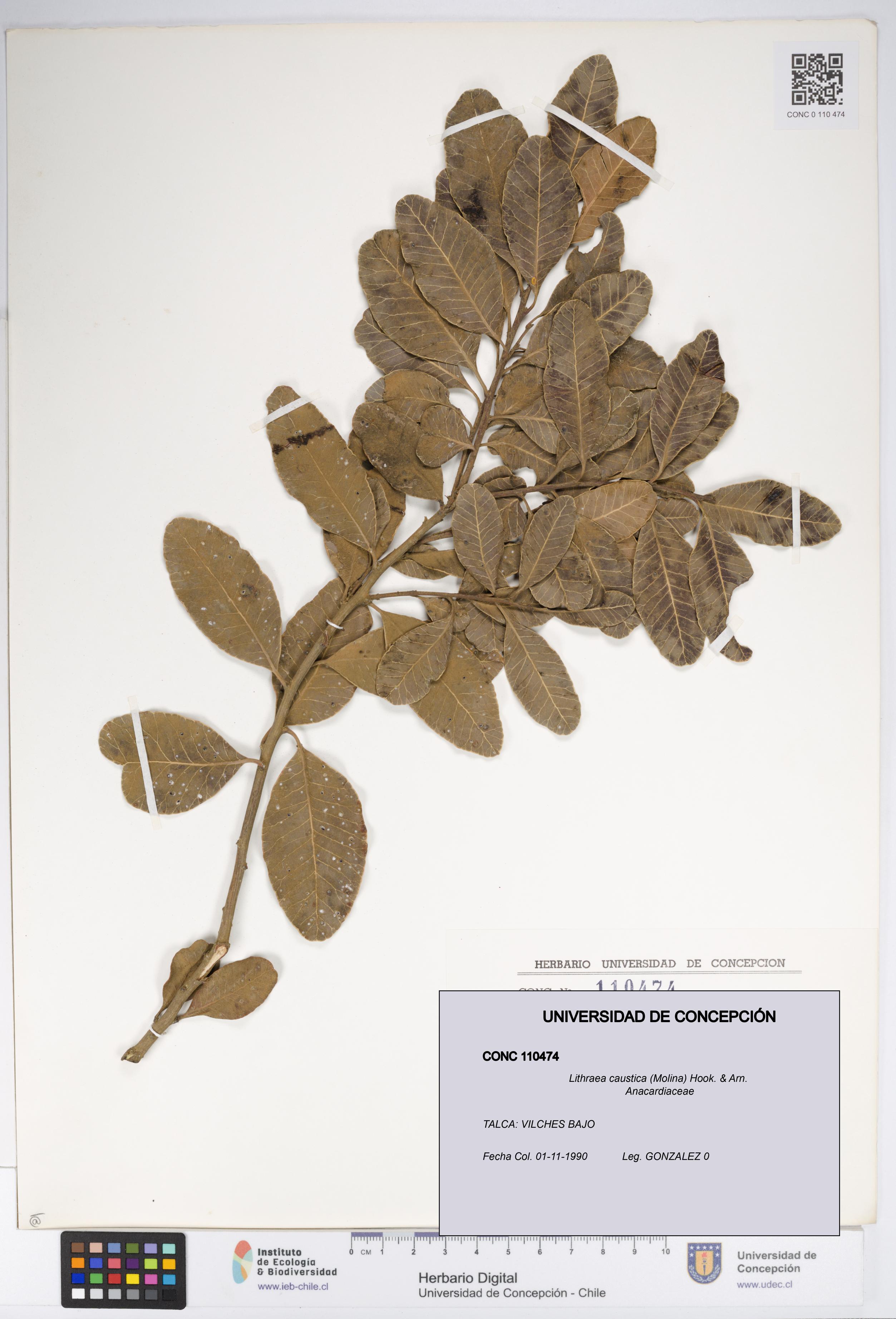 Lithraea caustica [Espécimen: UDEC:CONC:0110474]