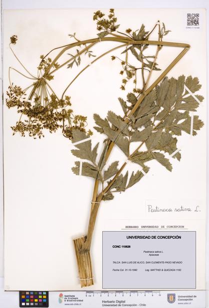 Pastinaca sativa [Espécimen: ]