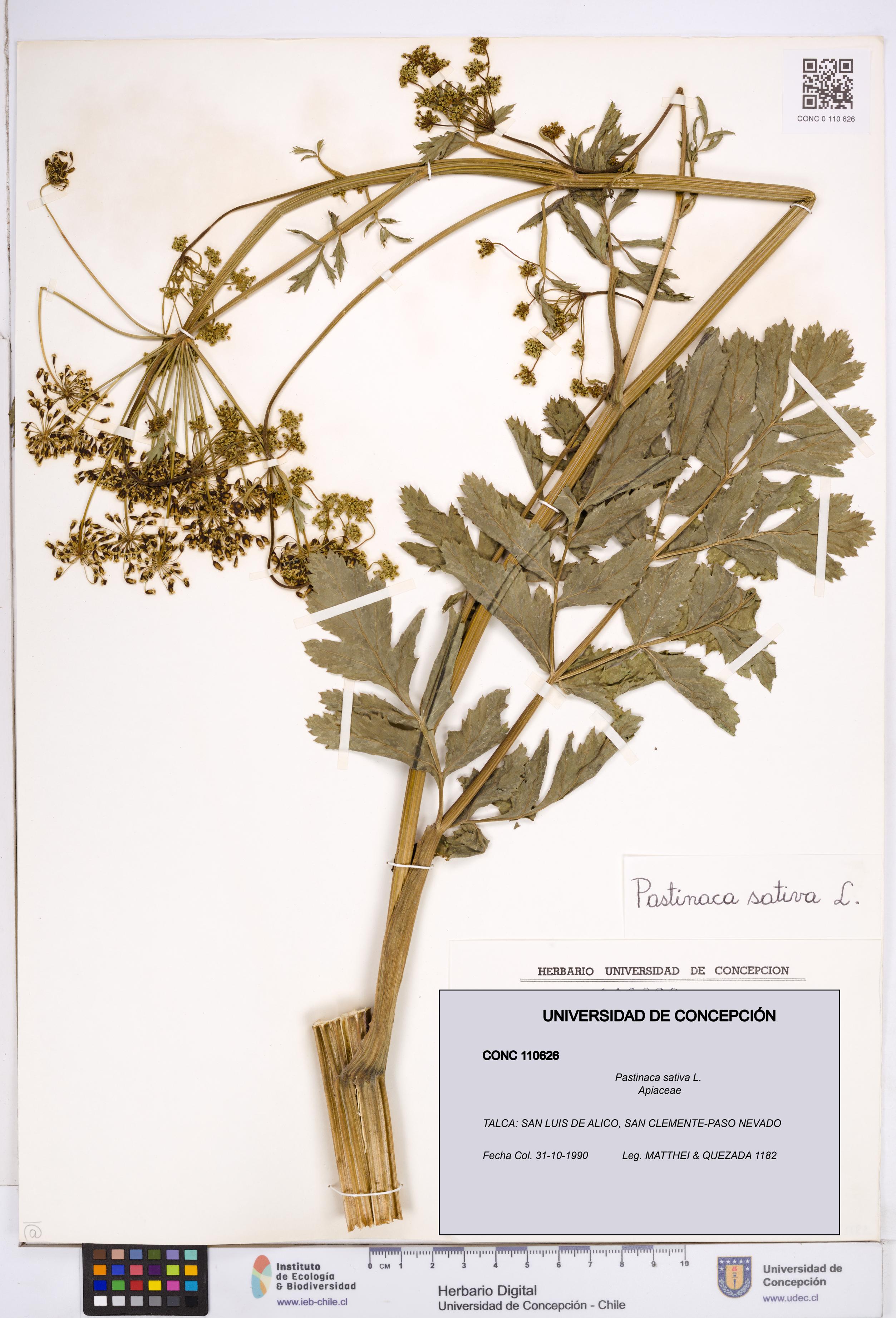 Pastinaca sativa [Espécimen: ]