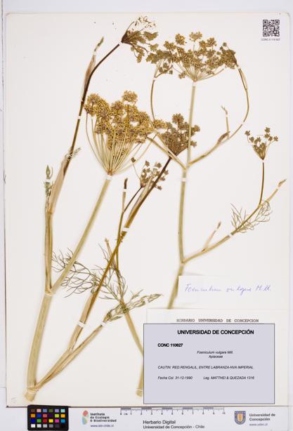 Foeniculum vulgare [Espécimen: ]