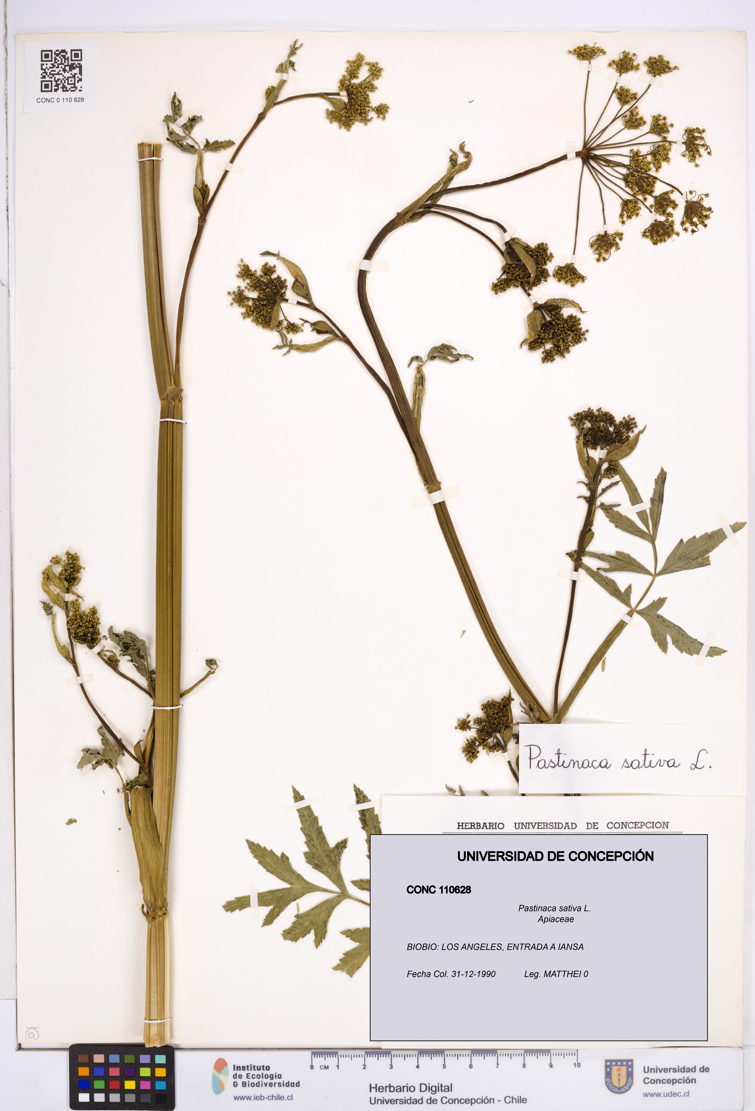 Pastinaca sativa [Espécimen: ]