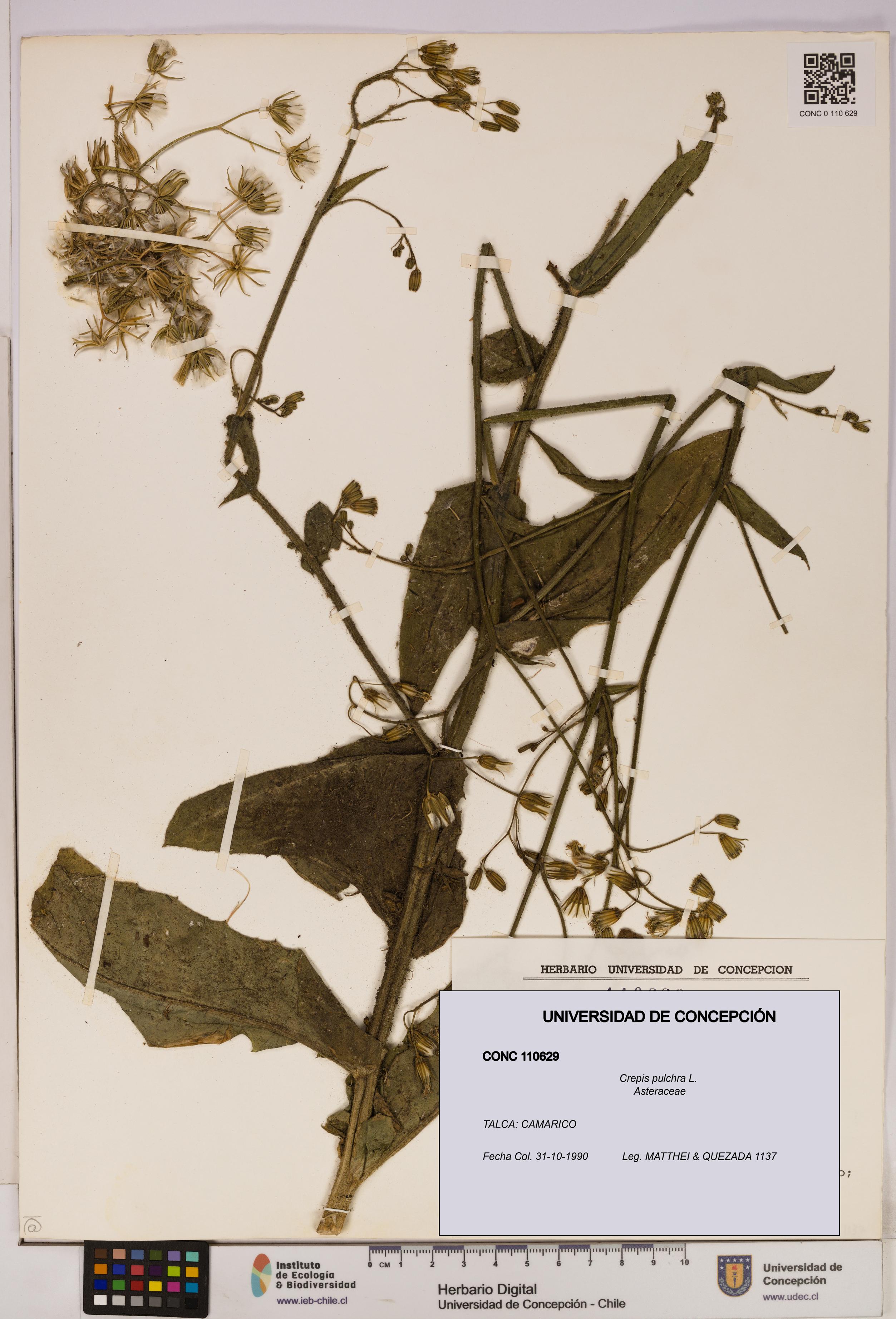 Crepis pulchra [Espécimen: UDEC:CONC:0110629]