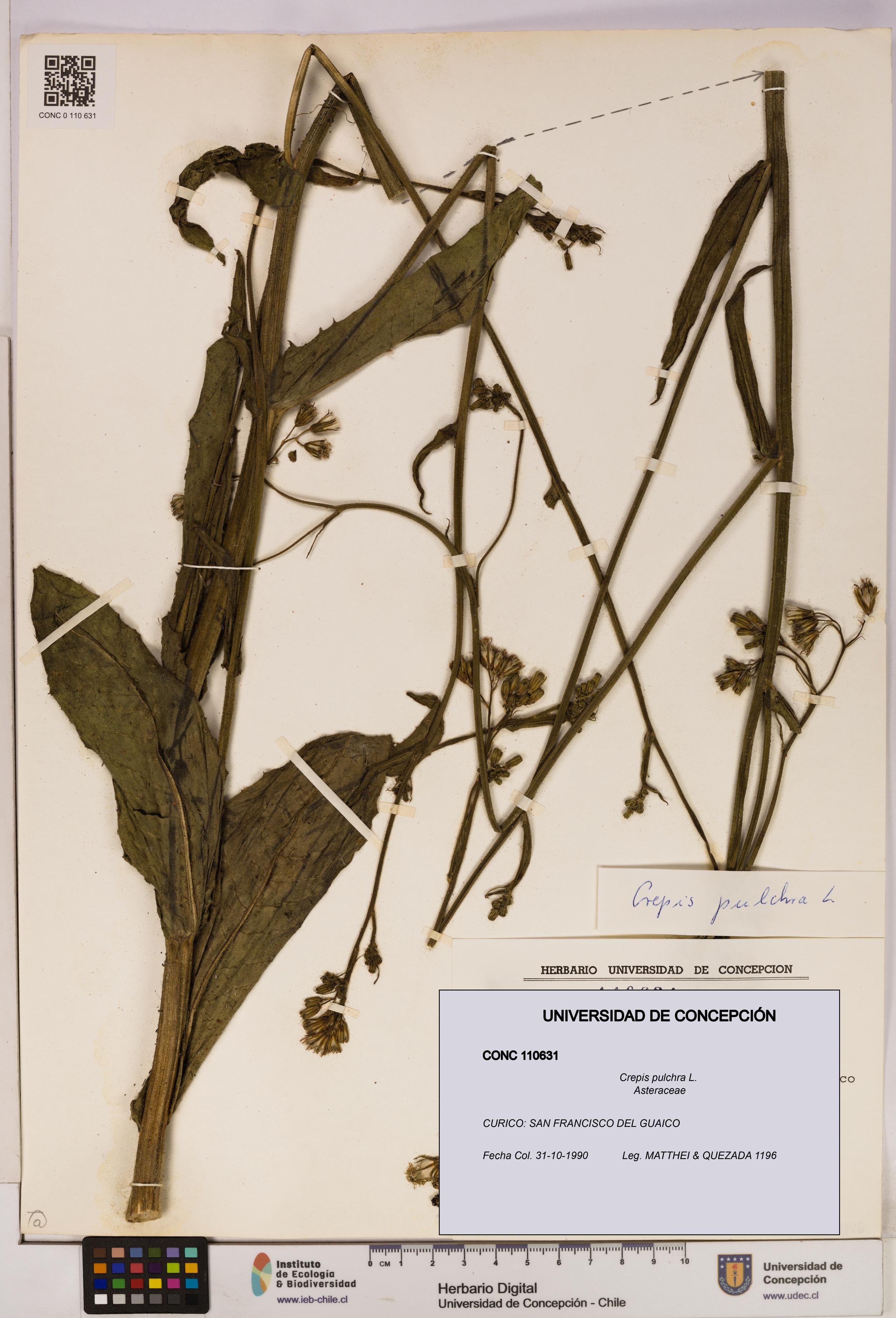 Crepis pulchra [Espécimen: UDEC:CONC:0110631]