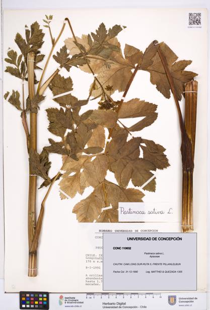 Pastinaca sativa [Espécimen: ]