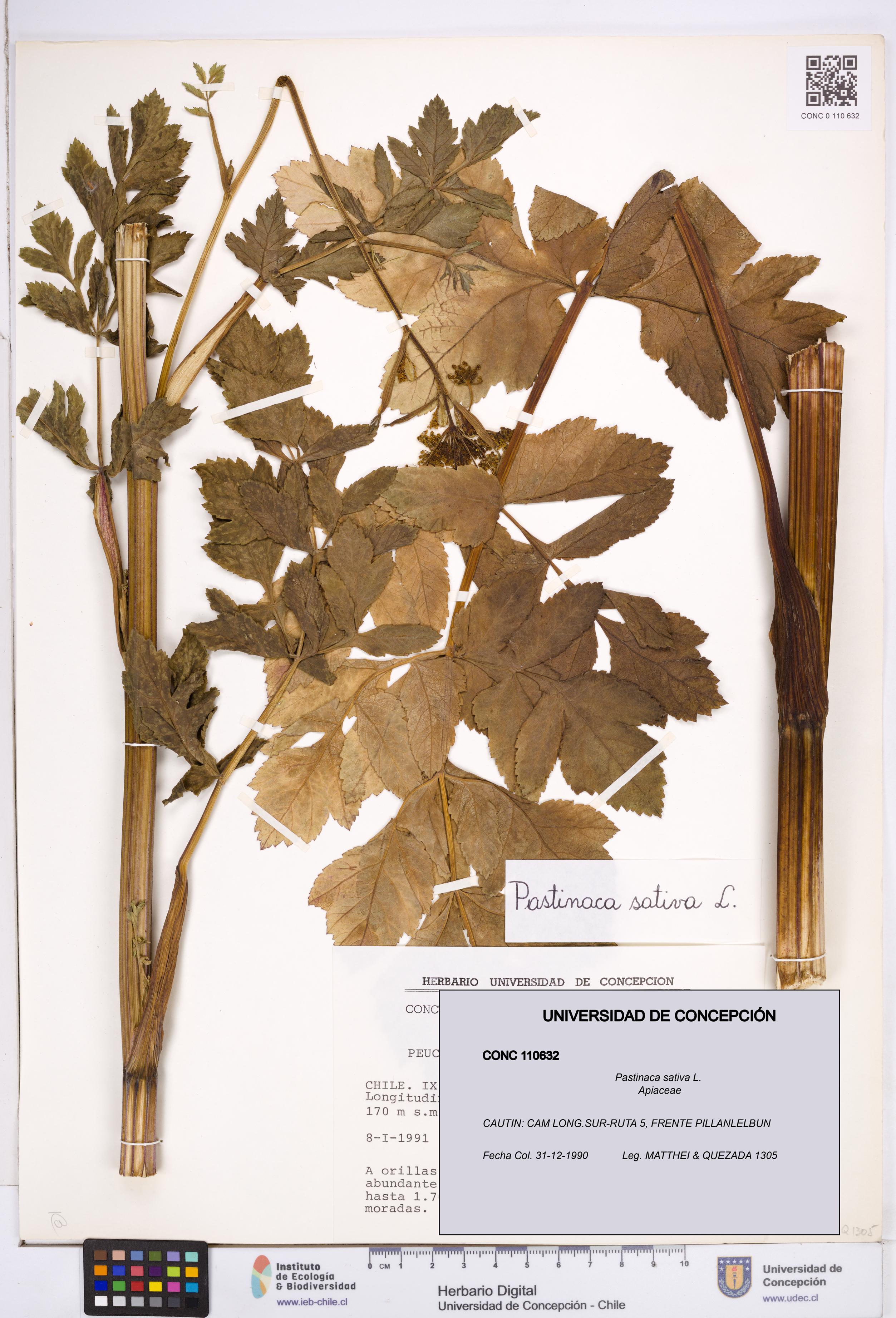 Pastinaca sativa [Espécimen: ]