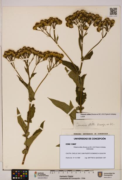 Pelseria otites [Espécimen: ]