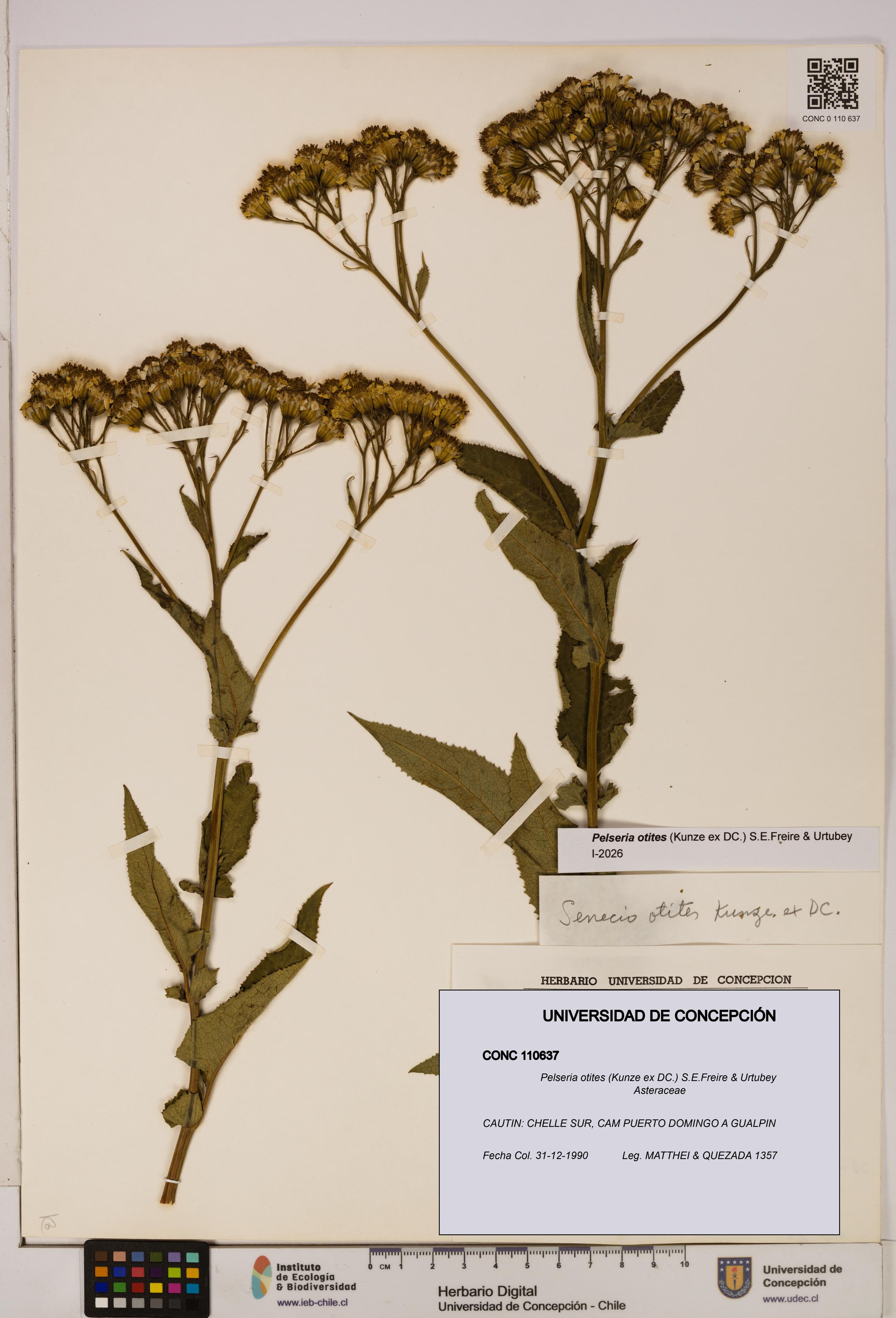 Pelseria otites [Espécimen: ]
