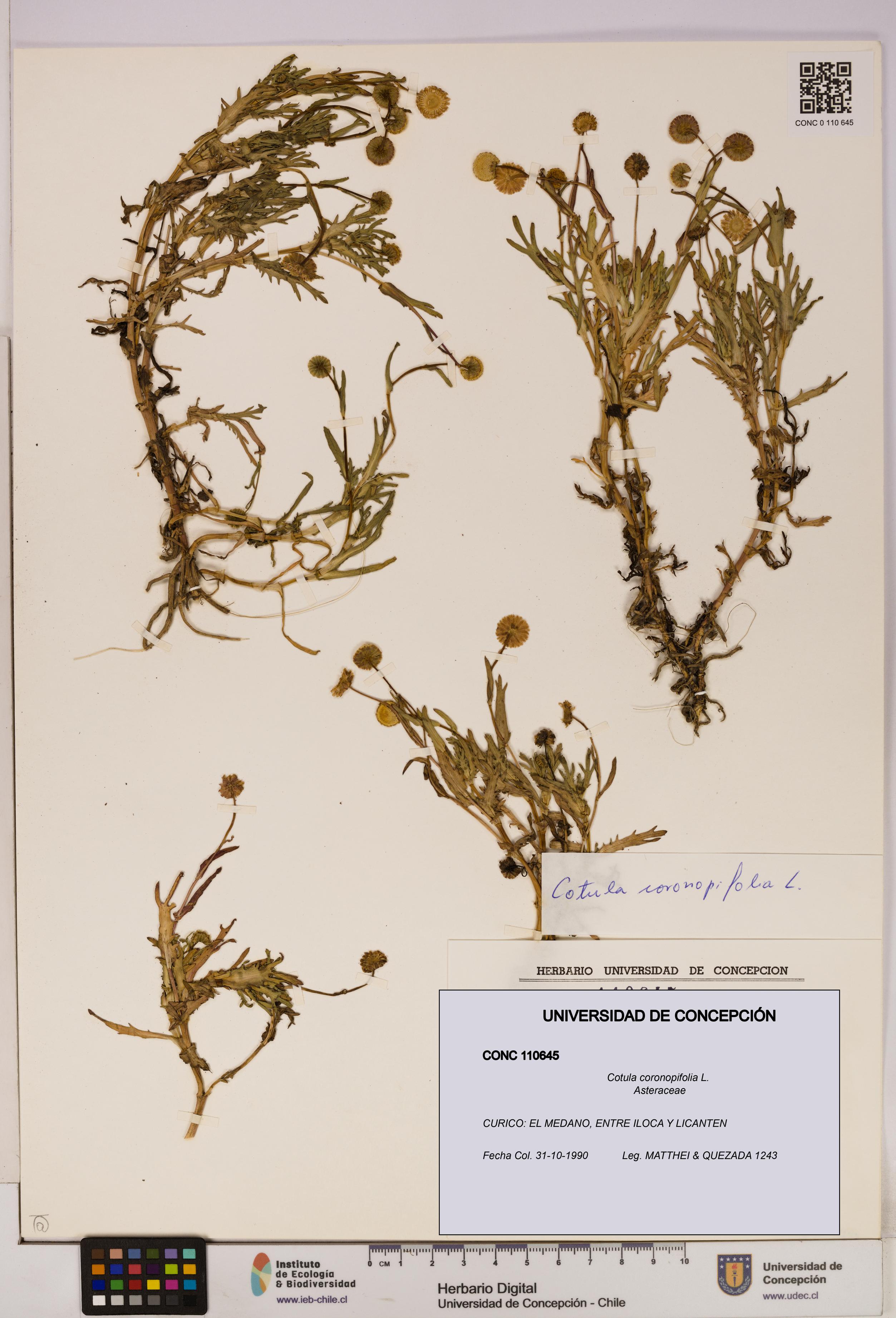 Cotula coronopifolia [Espécimen: UDEC:CONC:0110645]