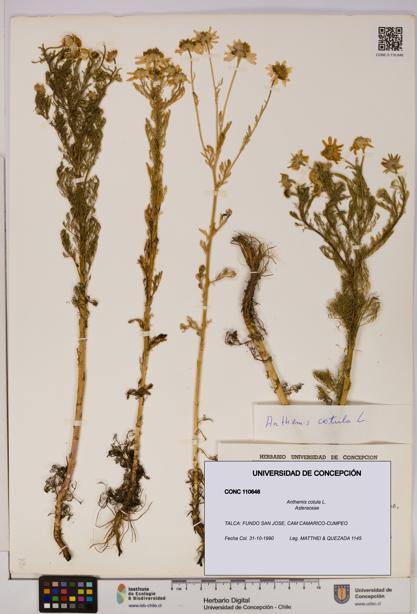 Anthemis cotula [Espécimen: UDEC:CONC:0110646]