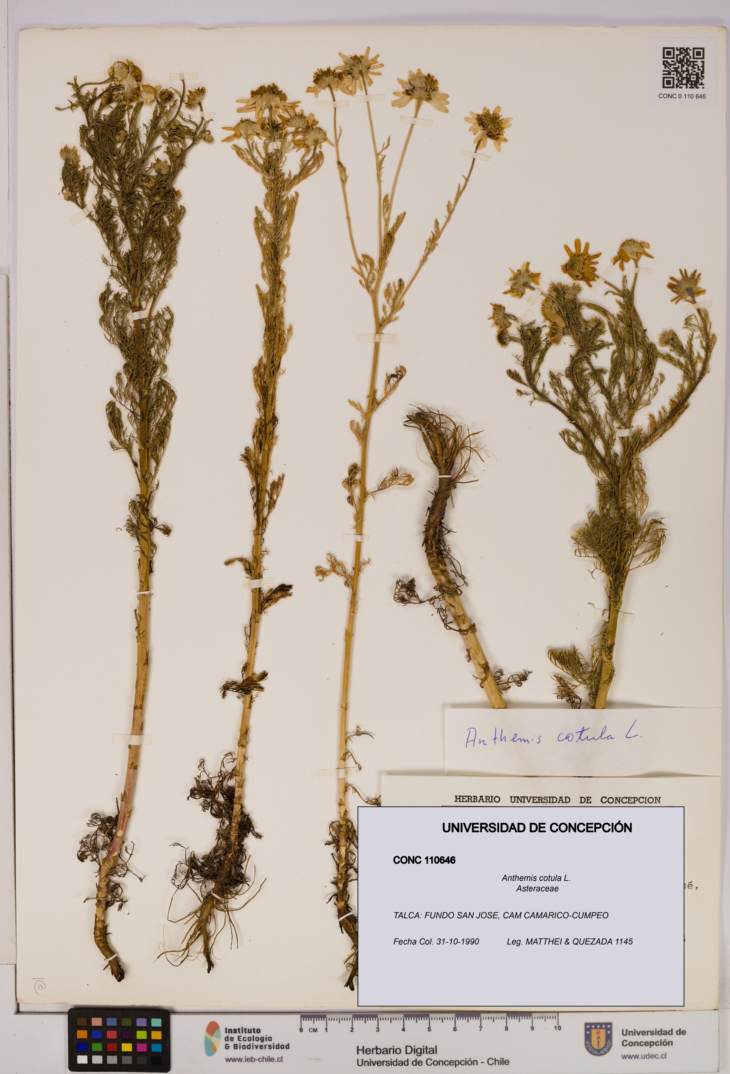 Anthemis cotula [Espécimen: UDEC:CONC:0110646]