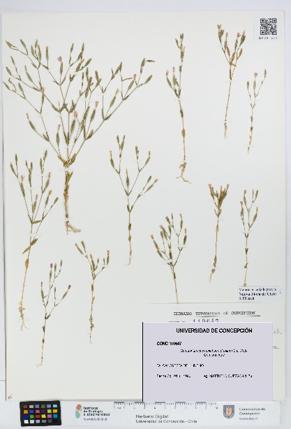 Centaurium cachanlahuen [Espécimen: UDEC:CONC:0110647]