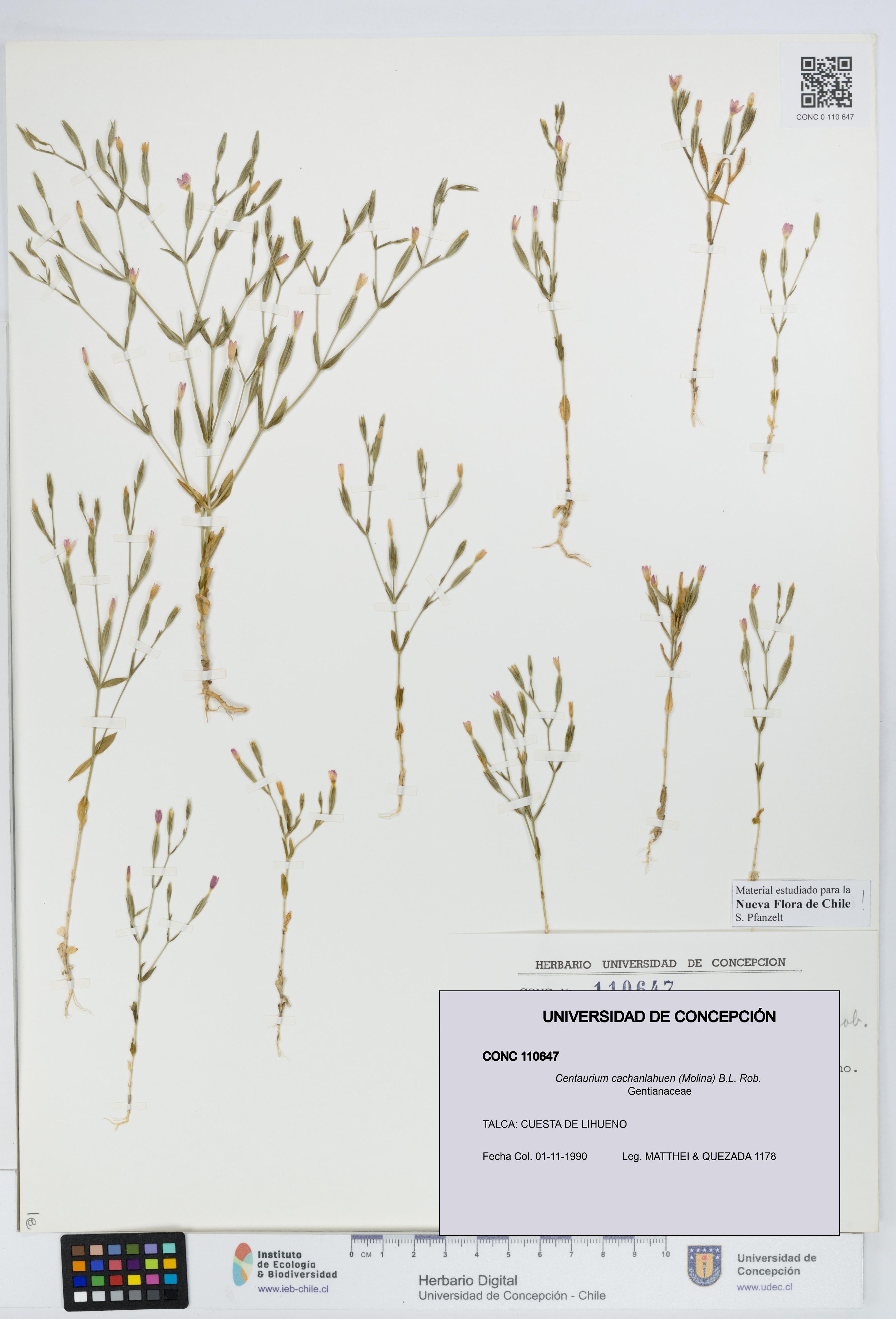 Centaurium cachanlahuen [Espécimen: UDEC:CONC:0110647]