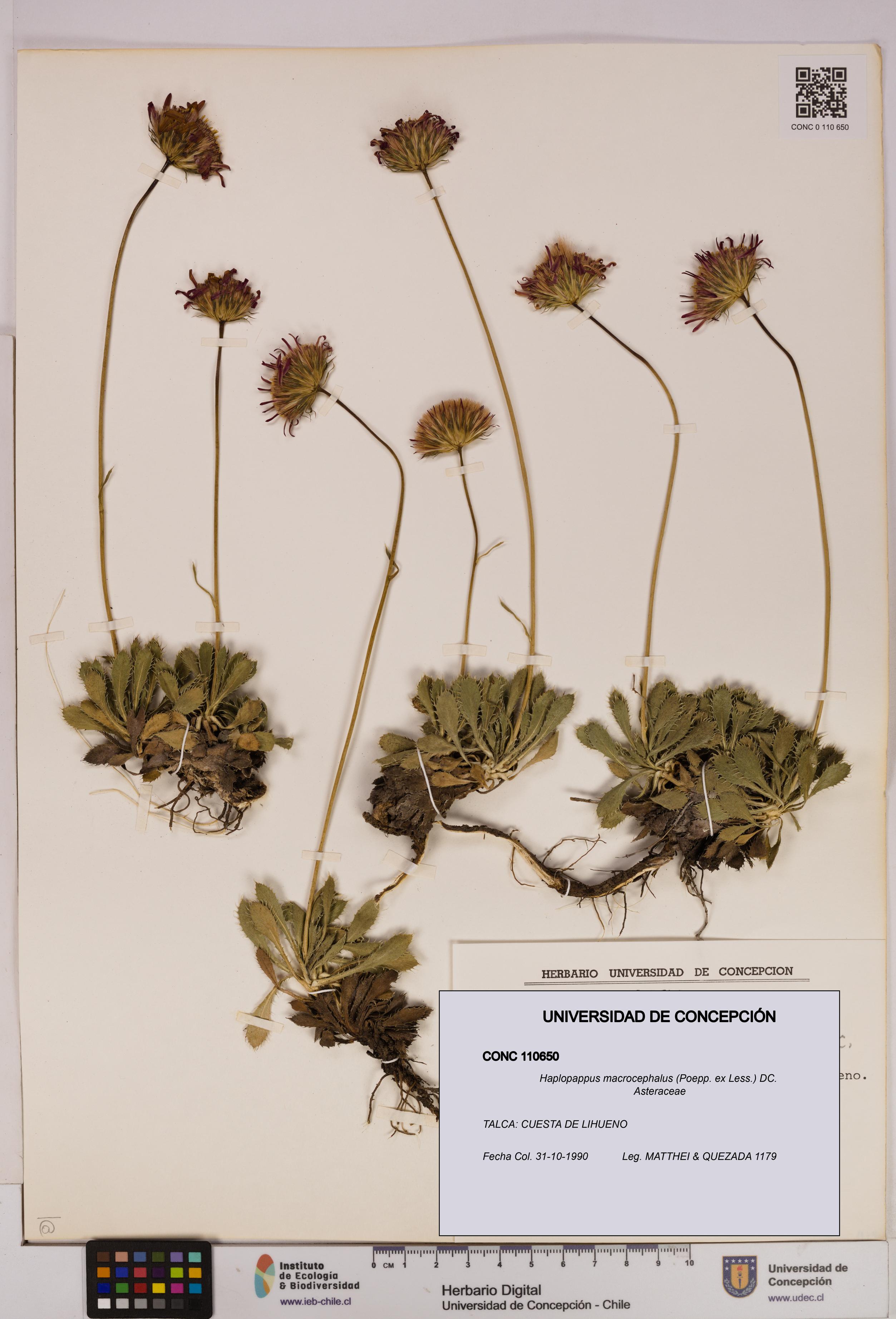 Haplopappus macrocephalus [Espécimen: UDEC:CONC:0110650]