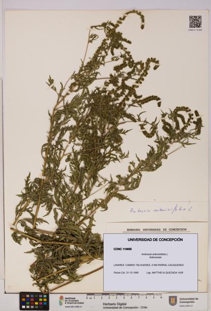 Ambrosia artemisiifolia [Espécimen: UDEC:CONC:0110655]