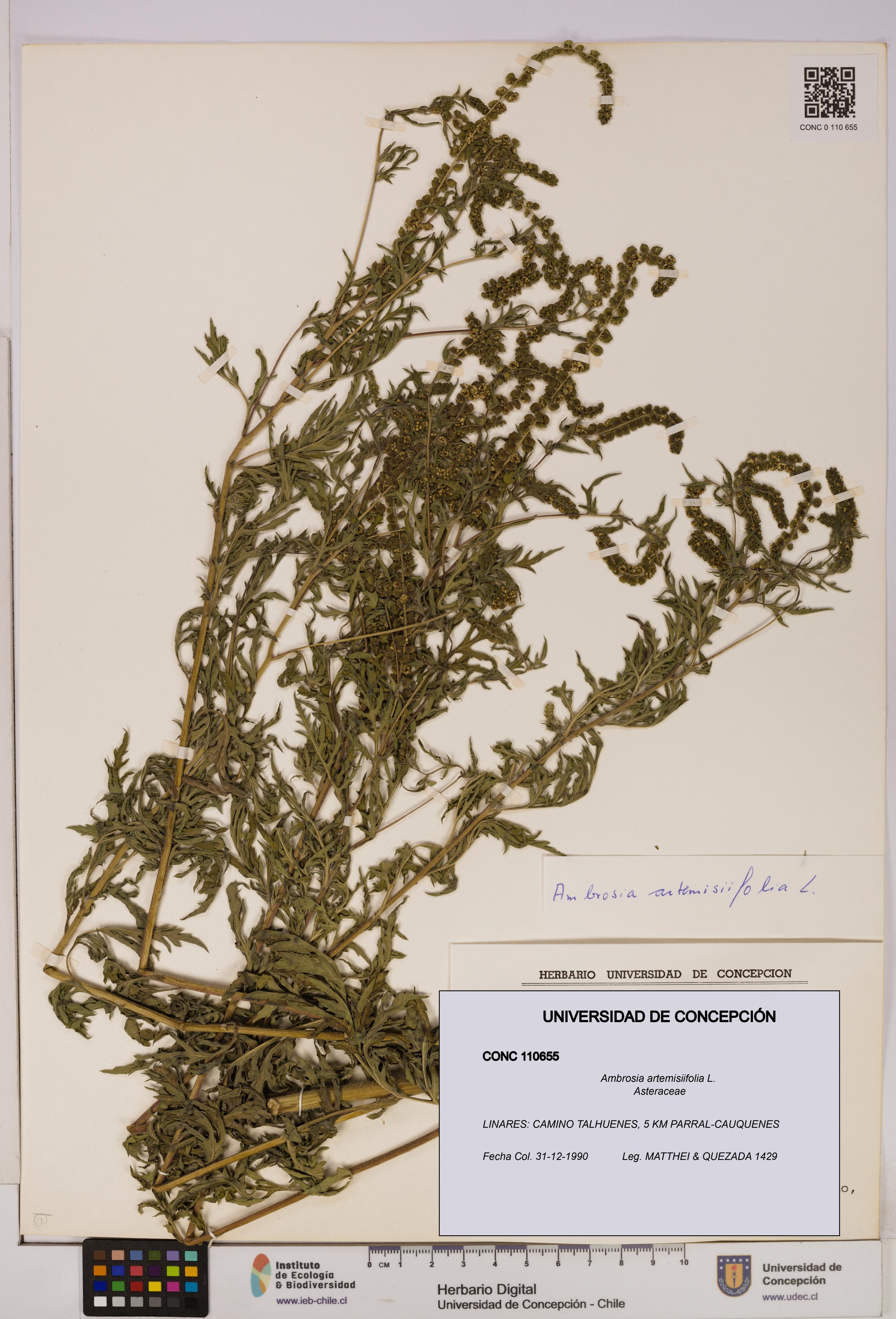 Ambrosia artemisiifolia [Espécimen: UDEC:CONC:0110655]