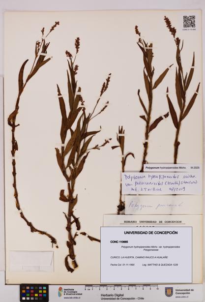 Polygonum hydropiperoides var. hydropiperoides [Espécimen: UDEC:CONC:0110665]