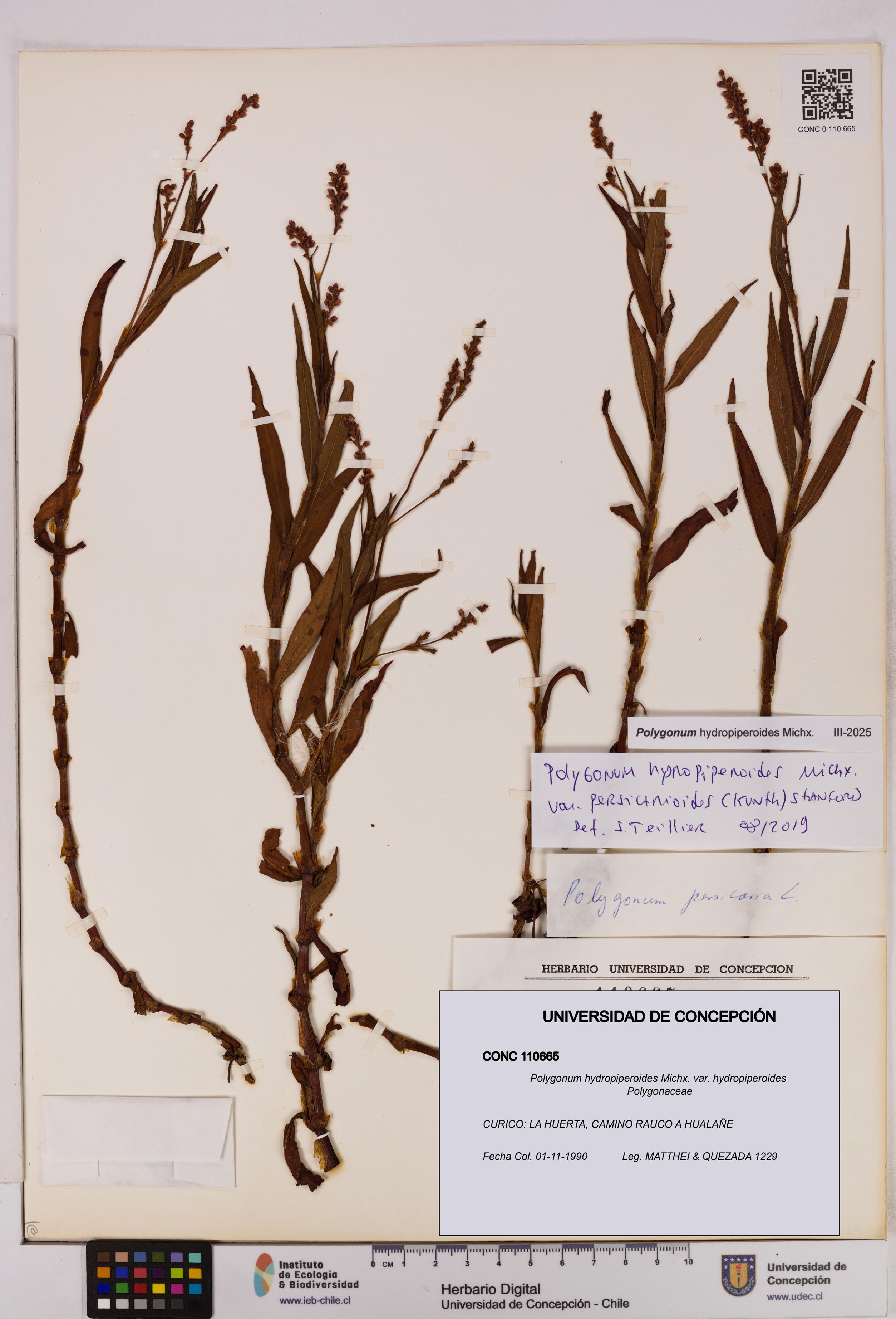 Polygonum hydropiperoides var. hydropiperoides [Espécimen: UDEC:CONC:0110665]